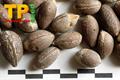 نخل یاتای ارغوانی
